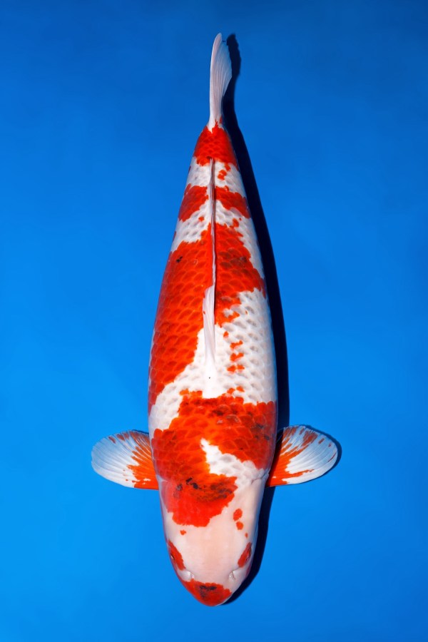 Kamui แม่พันธุ์ของ Momotaro Koi Farm ภาพมุมบนบนพื้นหลังสีน้ำเงิน