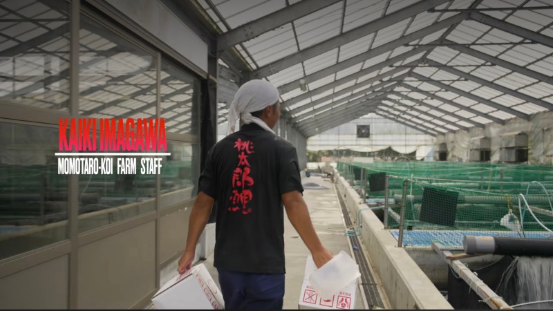 ภาพจากสื่อของฟาร์มระบุชื่อ Kaiki Imagawa — Momotaro-Koi Farm Staff