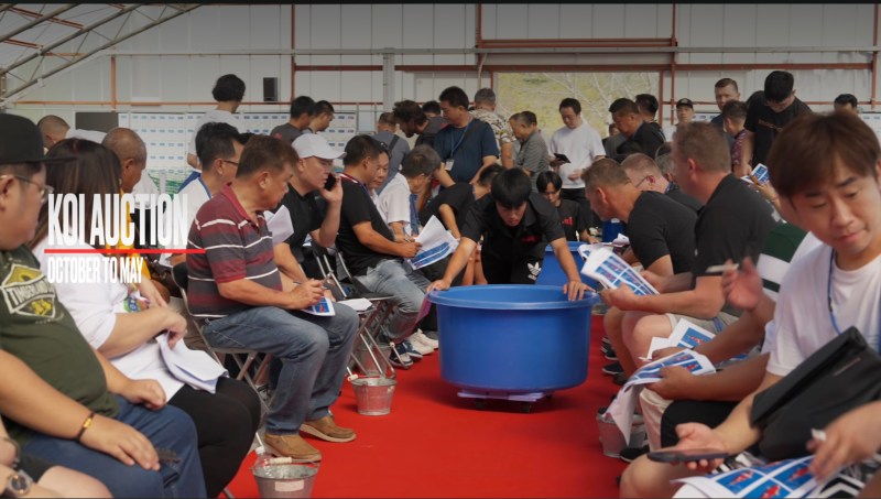 บรรยากาศงานประมูลที่ผู้เข้าร่วมกำลังพิจารณาเอกสารและปลาภายในบ่อ