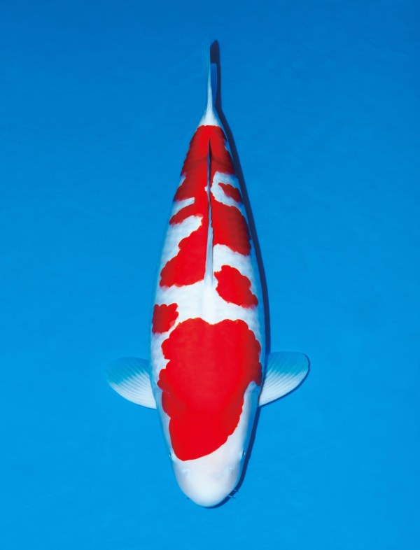 Kohaku Overall Grand Champion 63 BU งาน The 39th All Japan Young Koi Show 2023 เจ้าของ Vicha Poolvaraluk เพาะพันธุ์โดย Momotaro Koi Farm