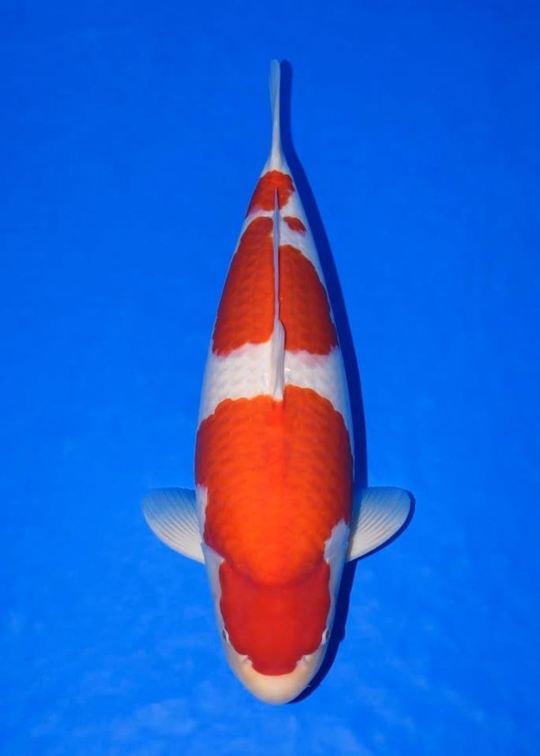 Kohaku จาก Momotaro Koi Farm ที่ได้รับข้อมูลประกอบว่าเป็น Grand Champion ใน The 41st All Japan Young Koi Show 2025