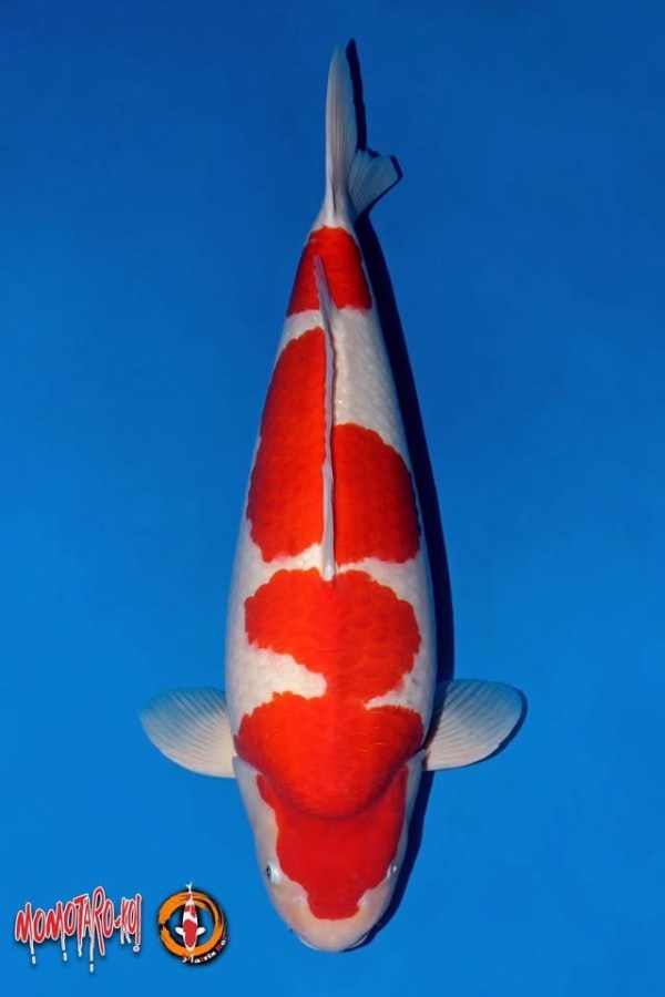Kohaku รางวัล Grand Champion — Ratchaburi Young Koi Show 2025; Owner: Mr. Wachi Wachirapong; Breeder: Okayama Momotaro Koi Farm; Dealer: Build it by pink; Handler: Matrix Koi Farm