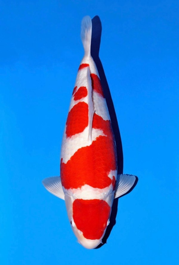 Kohaku รางวัล Mature Champion, Grand Prize 65 BU; Owner: Mr. Suttiwat Lounphoncharoenchai; Breeder: Momotaro Koi Farm; Handler และ Dealer: Matrix Koi Farm — ASEAN KOI SHOW 2025