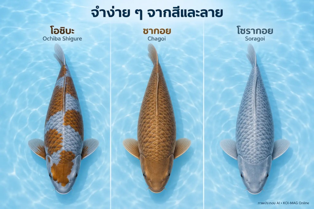 ภาพประกอบ AI เปรียบเทียบโอชิบะพื้นเทาลายน้ำตาล ชากอยสีน้ำตาล และโซรากอยสีเทาอมฟ้า