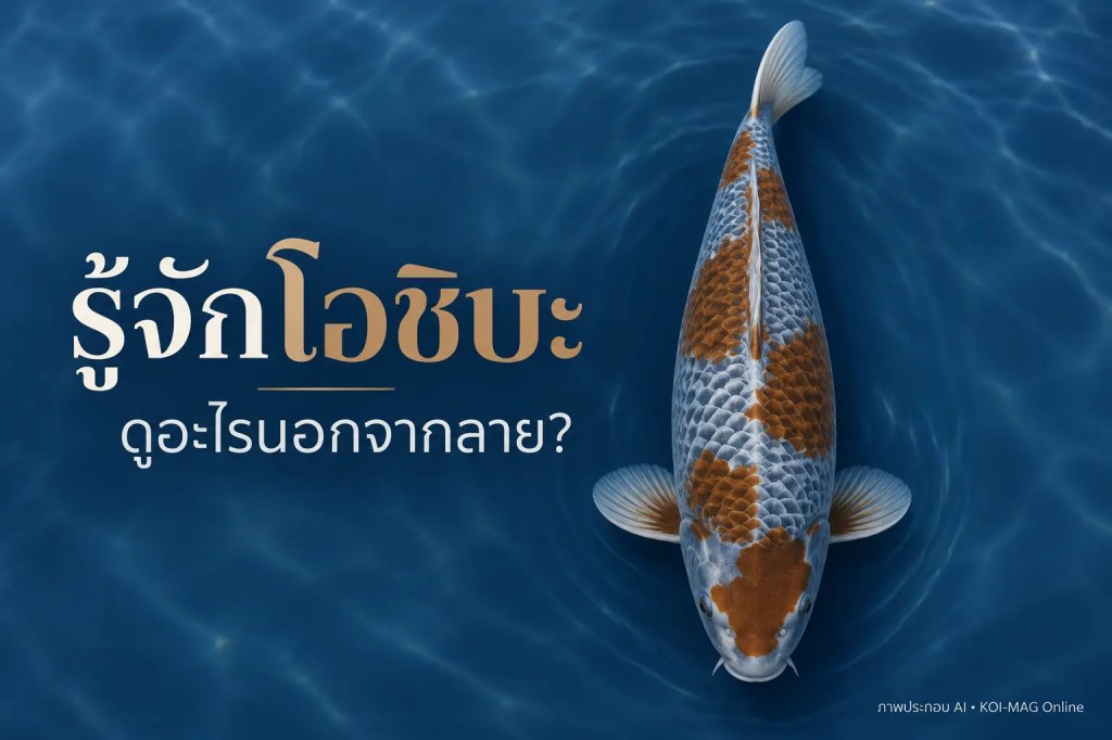 โอชิบะ ชิกุเระ ปลาคาร์ฟลายใบไม้ร่วง เลือกดูอะไรนอกจากลาย?