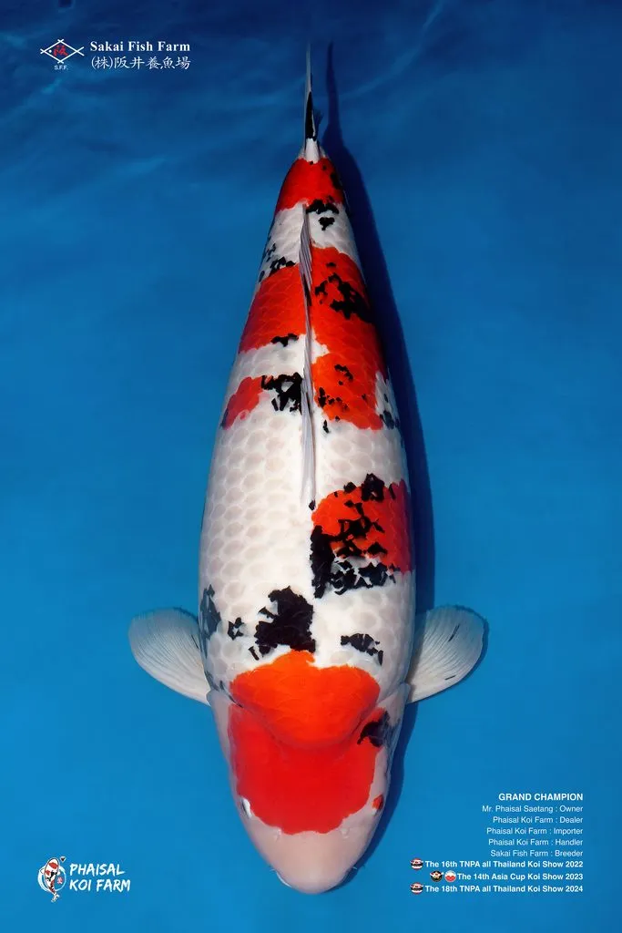 ซันเก้จาก Sakai Fish Farm สายเลือด Miss Thai แชมป์ปี 2022–2024