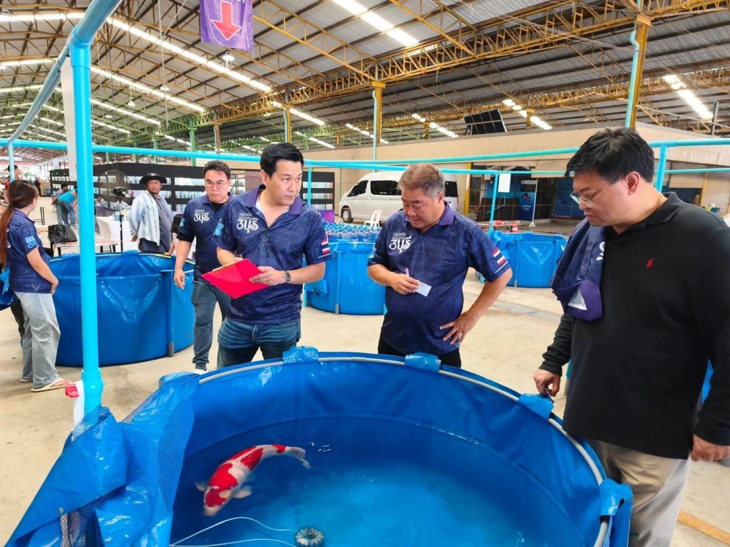 กรรมการพิจารณาปลาคาร์ฟในบ่อประกวด งาน Ratchaburi Young Koi Show 2026