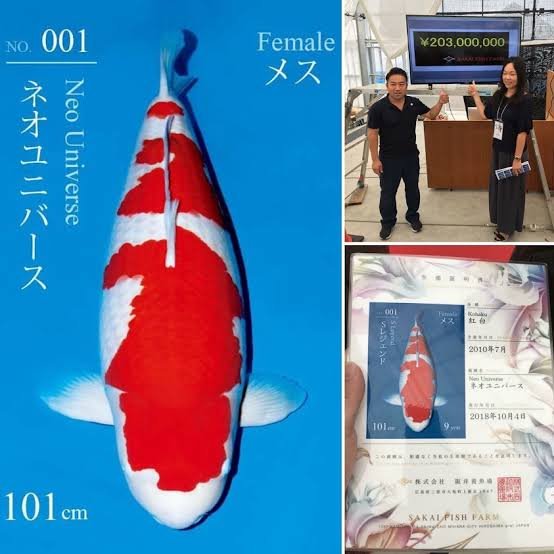 ภาพประกอบ S Legend โคฮาคุเพศเมีย 101 ซม. พร้อมราคาประมูล 203 ล้านเยนและเอกสาร Sakai Fish Farm
