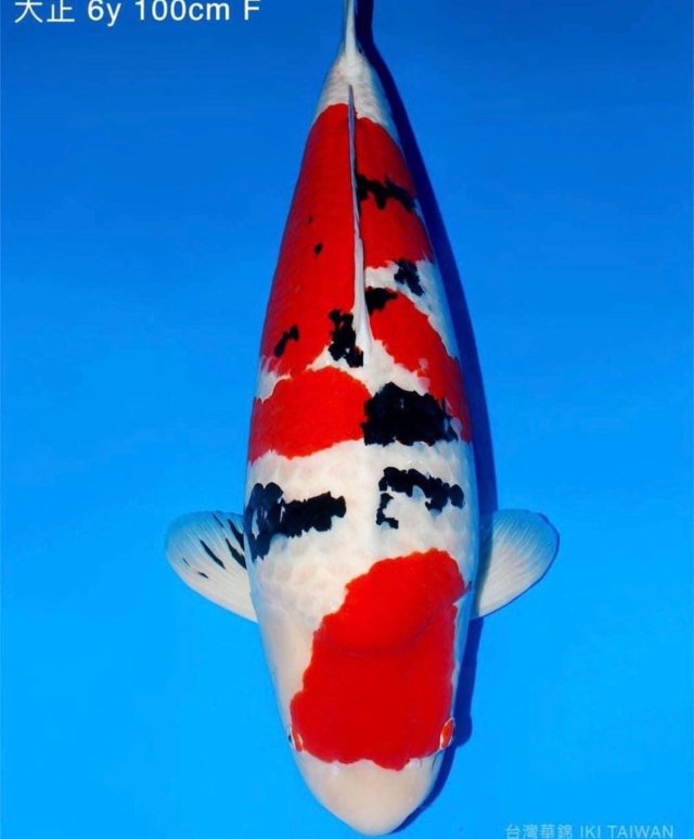 ไทโชซันเก้จาก Sakai Fish Farm แกรนด์แชมเปี้ยน All Japan Koi Show 2023