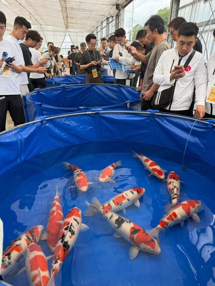 ผู้ร่วมงานกำลังเลือกชมปลาคาร์ฟก่อนเริ่มการประมูล Sakai Auction