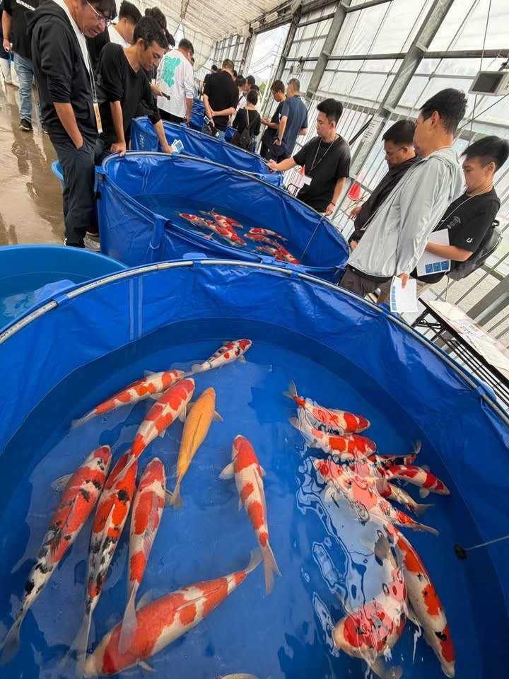 ผู้ร่วมงานกำลังเลือกชมปลาคาร์ฟก่อนเริ่มการประมูล Sakai Auction