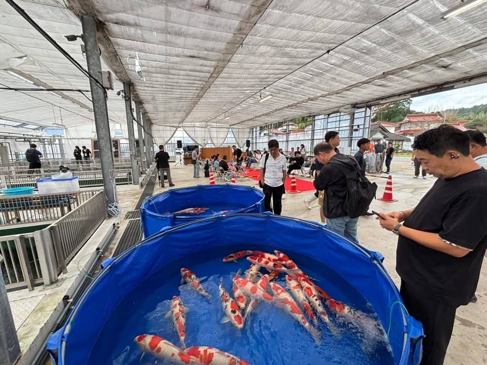 ผู้ร่วมงานกำลังเลือกชมปลาคาร์ฟก่อนเริ่มการประมูล Sakai Auction