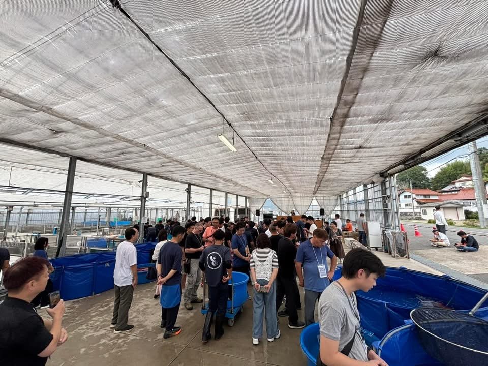 ผู้ร่วมงานกำลังเลือกชมปลาคาร์ฟก่อนเริ่มการประมูล Sakai Auction