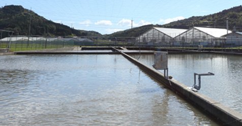 บ่อเลี้ยงปลากลางแจ้งและโรงเรือนของ Sakai Fish Farm ท่ามกลางภูเขา