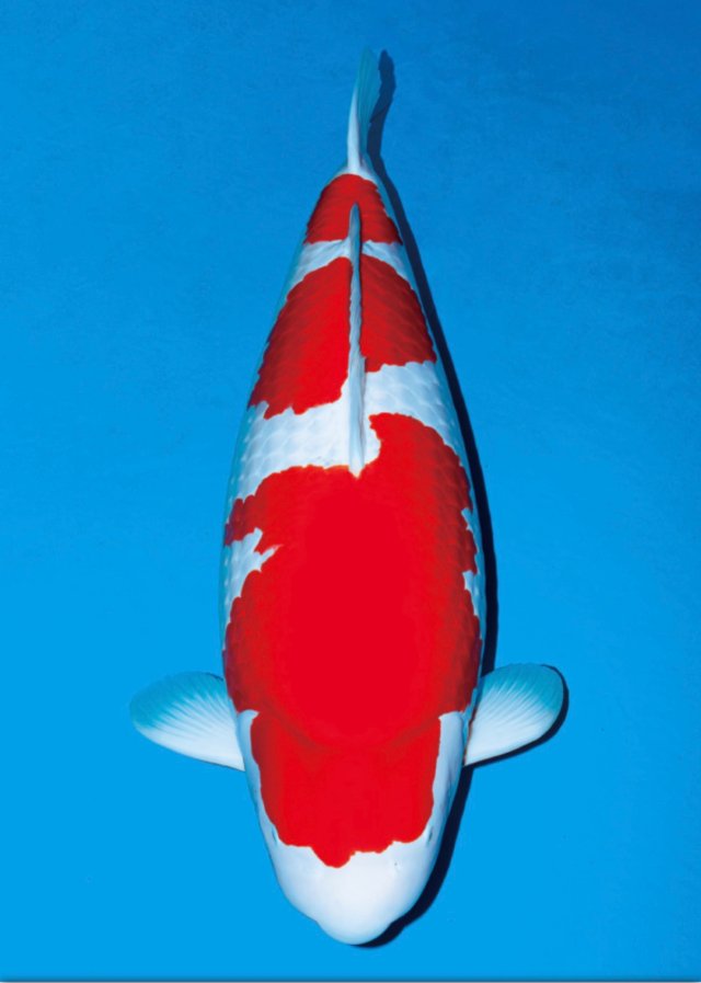 โคฮาคุจาก Sakai Fish Farm แกรนด์แชมเปี้ยน All Japan Koi Show 2024