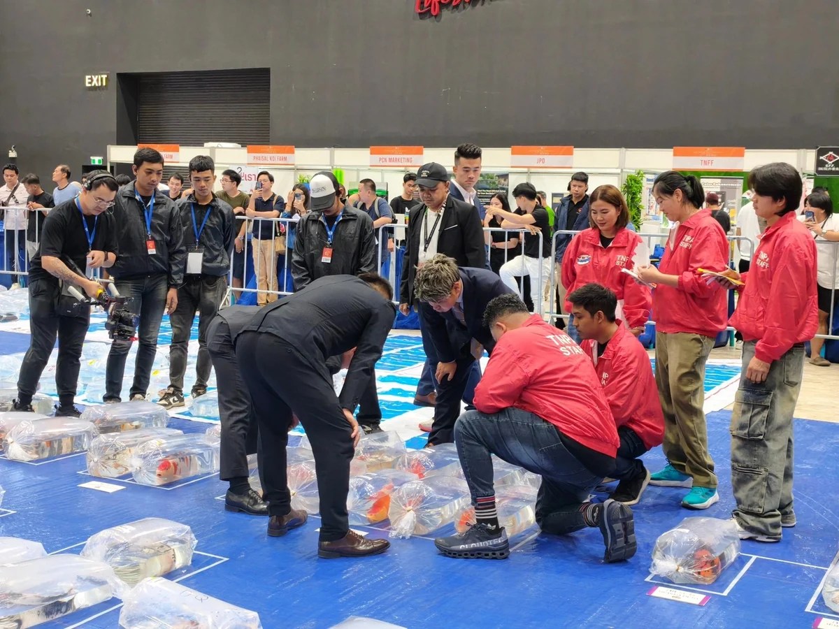 กรรมการและทีมงานพิจารณาปลาคาร์ฟในถุงใสระหว่างงาน TNPA 2026
